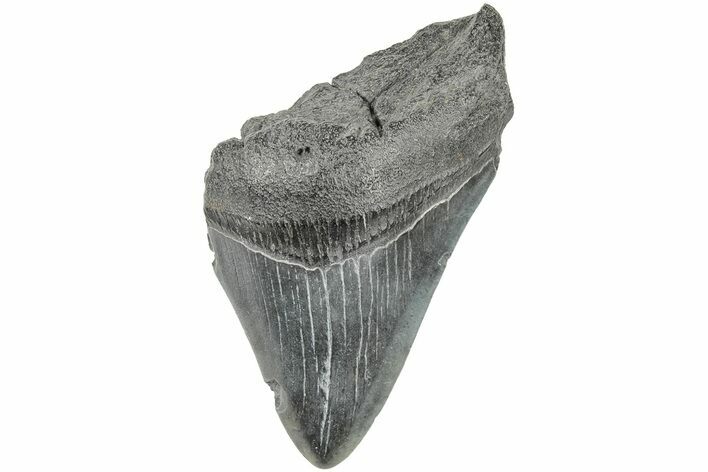 Partial Megalodon Tooth #194058